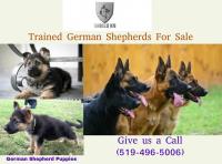 Shield K9 Dog Training image 8